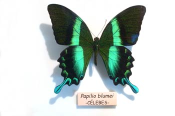 Papilio blumei (Islas Célebes)