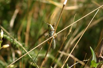 Saltamontes (Euthystira sp)