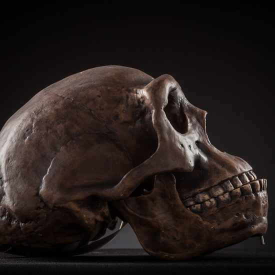 IES_SANISIDRO_MUSEO_Craneos_001