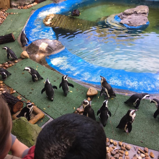 Excursión al zoo 5 años, 1º y 2º Luis Bello 9