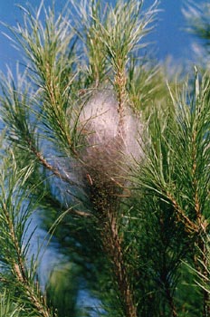 Procesionaria del pino - Nido de orugas (Thaumetopoea pityocampa