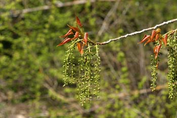 álamo negro - Fruto (Populus nigra)