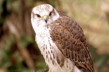 Esmerejón (Falco columbarius)
