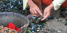 Limpiando mejillones, Jakarta