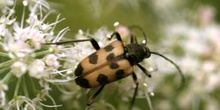 Pachytodes cermbyciformis