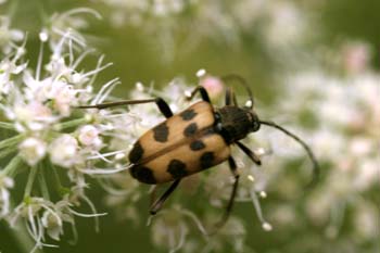 Pachytodes cermbyciformis