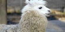 Llama