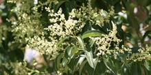 Aligustre - Flor (Ligustrum sp.)