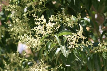 Aligustre - Flor (Ligustrum sp.)