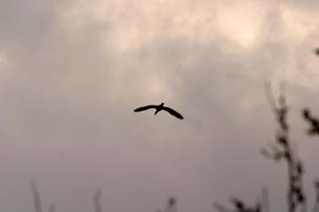 Anátida en vuelo (Anatidae)