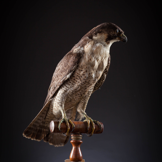 IES_SANISIDRO_MUSEO_Aves_064