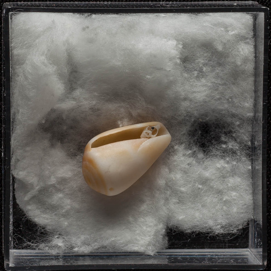 IES_ISABELLACATOLICA_BIOLOGIA_338