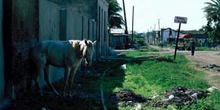 Caballo en una barriada cubana