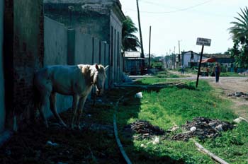Caballo en una barriada cubana