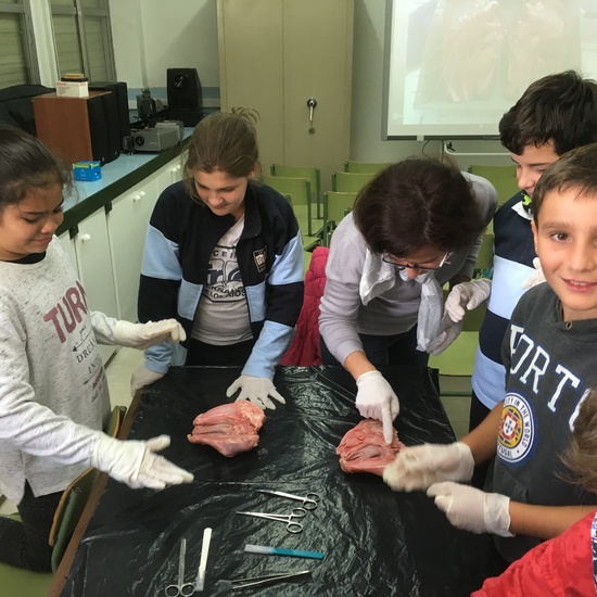 2016-11-09_DISECCION OJO CORDERO (8)