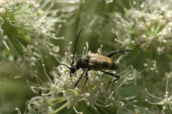 Pachytodes cermbyciformis