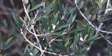 Olivo - Hoja (Olea europaea)