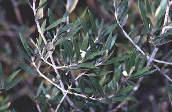 Olivo - Hoja (Olea europaea)