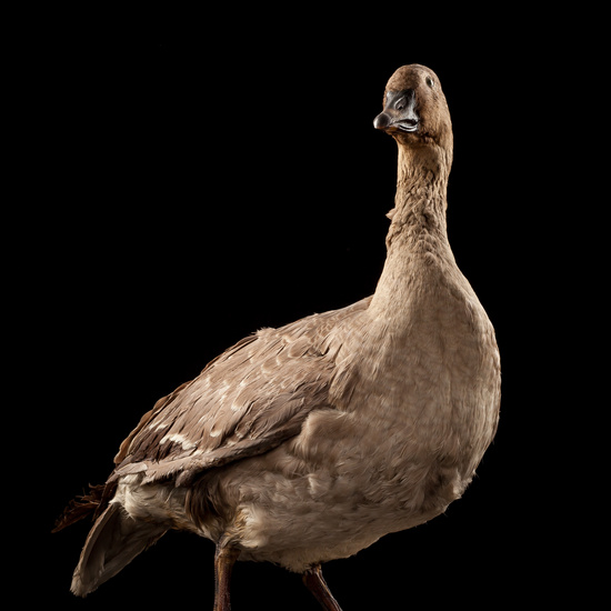 IES_SANISIDRO_BIOLOGIA_031