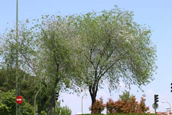 Olmo de Siberia - Porte (Ulmus pumilla)