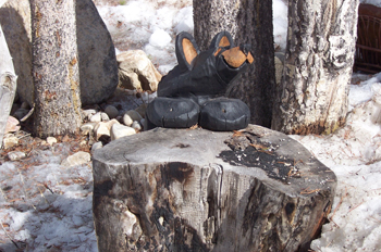 Oso, Baker Creek Chalets, Parque Nacional Banff