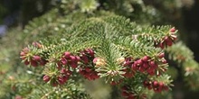 Abeto pinsapo - Flores masc. (Abies pinsapo)