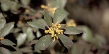 Encina - Flor masc. (Quercus ilex)