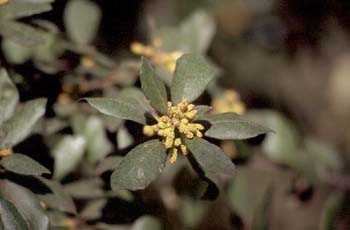 Encina - Flor masc. (Quercus ilex)