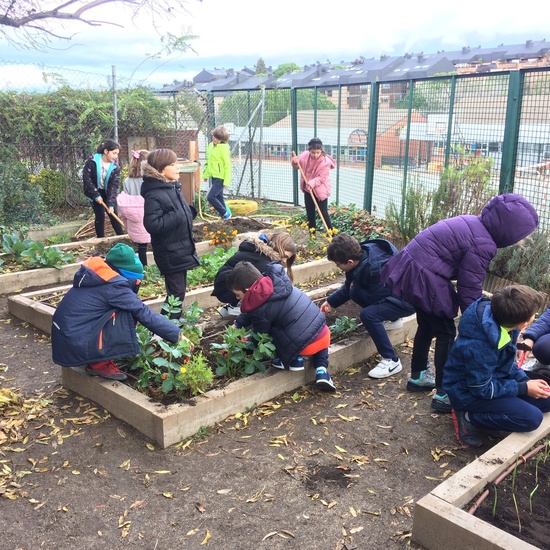 2020_01_07_el huerto en diciembre_CEIP FDLR_Las Rozas 2