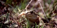 Sapo partero común (Alytes obstetricans)