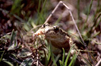 Sapo partero común (Alytes obstetricans)