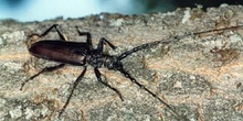 Longicornio de los quercus (Cerambyx vellutinus)