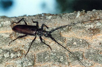 Longicornio de los quercus (Cerambyx vellutinus)