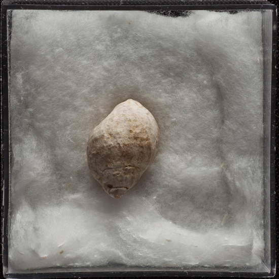 IES_ISABELLACATOLICA_BIOLOGIA_313