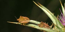 Chinche de escudo (Carpocoris fuscispinus)