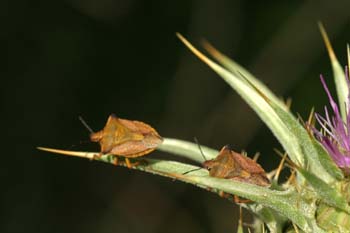 Chinche de escudo (Carpocoris fuscispinus)