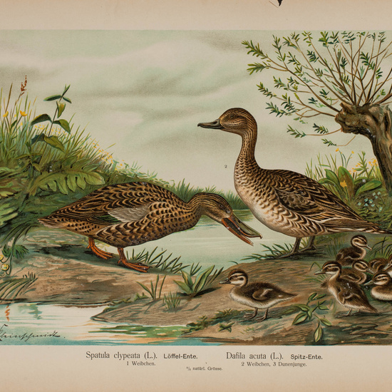 IES_CARDENALCISNEROS_AVES_LAMINAS_064