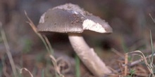 Amanita vaginata