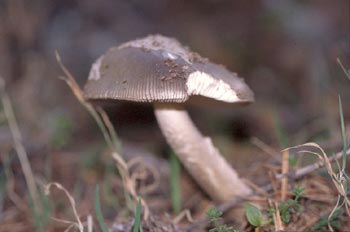 Amanita vaginata