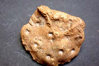 Heliophyllum halli (Coral) Devónico