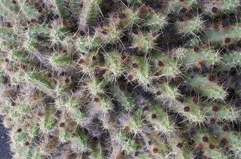 Echinocereus pentalophus