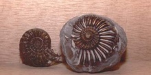 Pleuroceras sp. (Molusco-Ammonites) Triásico
