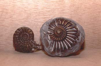 Pleuroceras sp. (Molusco-Ammonites) Triásico