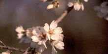 Almendro - Flor (Prunus dulcis)