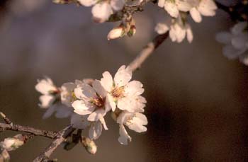 Almendro - Flor (Prunus dulcis)