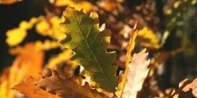 Quejigo - Hoja otoñal (Quercus faginea)