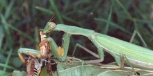 Santa Teresa (Mantis religiosa)