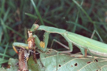 Santa Teresa (Mantis religiosa)