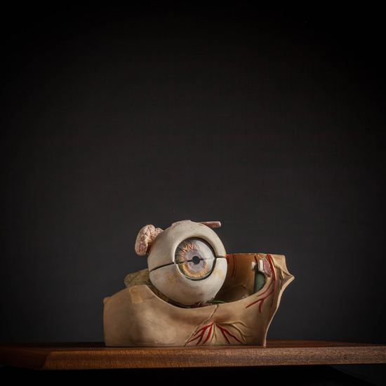 IES_CARDENALCISNEROS_ANATOMIA_MODELOS_075