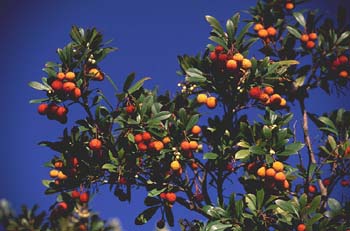 Madroño - Fruto (Arbutus unedo)